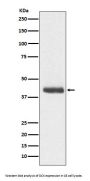 Anti-DCX/Doublecortin Rabbit Monoclonal Antibody