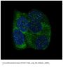 Anti-YB1 YBX1 Rabbit Monoclonal Antibody