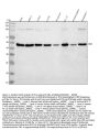 Anti-YB1 YBX1 Rabbit Monoclonal Antibody