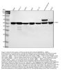 Anti-Chk1 CHEK1 Rabbit Monoclonal Antibody