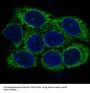 Anti-alpha smooth muscle Actin ACTA2 Rabbit Monoclonal Antibody