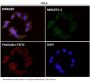 Anti-alpha smooth muscle Actin ACTA2 Rabbit Monoclonal Antibody