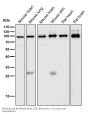 Anti-STAT5a Rabbit Monoclonal Antibody