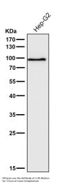 Anti-STAT5a Rabbit Monoclonal Antibody