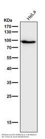 Anti-STAT5a Rabbit Monoclonal Antibody