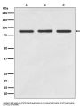 Anti-STAT5A/B Rabbit Monoclonal Antibody