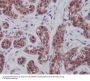 Anti-STAT5A/B Rabbit Monoclonal Antibody