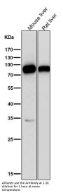 Anti-SCARB1/Sr Bi Rabbit Monoclonal Antibody