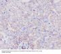Anti-SCARB1/Sr Bi Rabbit Monoclonal Antibody