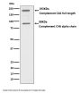 Anti-C4A Monoclonal Antibody