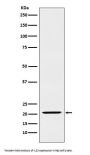 Anti-IL23 Rabbit Monoclonal Antibody