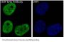 Anti-CEBP beta Rabbit Monoclonal Antibody