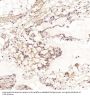 Anti-CD41 ITGA2B Rabbit Monoclonal Antibody
