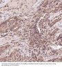 Anti-CD41 ITGA2B Rabbit Monoclonal Antibody