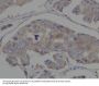 Anti-Hsp90 alpha HSP90AA1 Rabbit Monoclonal Antibody