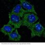 Anti-Hsp90 alpha HSP90AA1 Rabbit Monoclonal Antibody