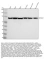 Anti-Hsp90 alpha + beta HSP90AA1 Rabbit Monoclonal Antibody
