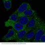 Anti-Hsp90 alpha + beta HSP90AA1 Rabbit Monoclonal Antibody