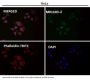 Anti-Hsp90 alpha + beta HSP90AA1 Rabbit Monoclonal Antibody