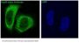 Anti-Hsp90 alpha HSP90AA1 Rabbit Monoclonal Antibody