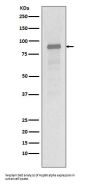Anti-Hsp90 alpha HSP90AA1 Rabbit Monoclonal Antibody