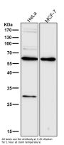 Anti-PDCD4 Rabbit Monoclonal Antibody