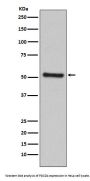 Anti-PDCD4 Rabbit Monoclonal Antibody