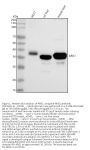 Anti-ARG1/Arginase 1 Rabbit Monoclonal Antibody