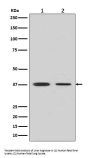 Anti-Liver Arginase ARG1 Rabbit Monoclonal Antibody