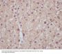 Anti-Liver Arginase ARG1 Rabbit Monoclonal Antibody