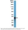 Anti-Arginase-1 (ARG1) Rabbit Monoclonal Antibody, Clone#RM377