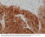 Anti-Arginase-1 (ARG1) Rabbit Monoclonal Antibody, Clone#RM377