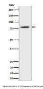 Anti-TORC2 Rabbit Monoclonal Antibody