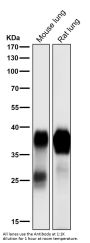 Anti-Podoplanin PDPN Rabbit Monoclonal Antibody
