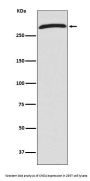 Anti-CHD4 Rabbit Monoclonal Antibody