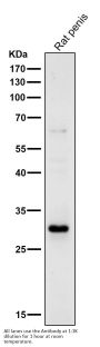 Anti-14-3-3 sigma SFN Rabbit Monoclonal Antibody