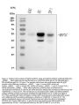 Anti-MEF2A+MEF2C Rabbit Monoclonal Antibody