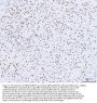 Anti-MEF2A+MEF2C Rabbit Monoclonal Antibody