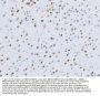Anti-MEF2A+MEF2C Rabbit Monoclonal Antibody