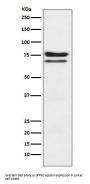 Anti-PKC epsilon Monoclonal Antibody