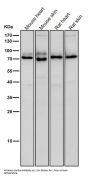 Anti-PKC epsilon Monoclonal Antibody