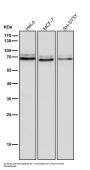 Anti-PKC epsilon Monoclonal Antibody