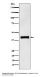 Anti-IL12 p40 Rabbit Monoclonal Antibody