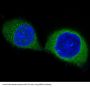 Anti-PDPK1/Pdk 1 Rabbit Monoclonal Antibody
