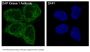 Anti-DAP Kinase 1 DAPK1 Rabbit Monoclonal Antibody