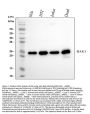 Anti-Bak BAK1 Rabbit Monoclonal Antibody