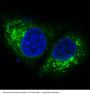 Anti-Bak BAK1 Rabbit Monoclonal Antibody