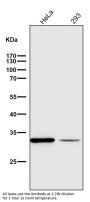 Anti-VDAC1/Porin Rabbit Monoclonal Antibody