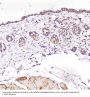 Anti-VDAC1/Porin Rabbit Monoclonal Antibody