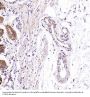 Anti-VDAC1/Porin Rabbit Monoclonal Antibody